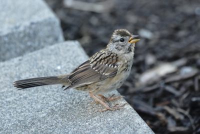 White-crowned Sparrow fledgling