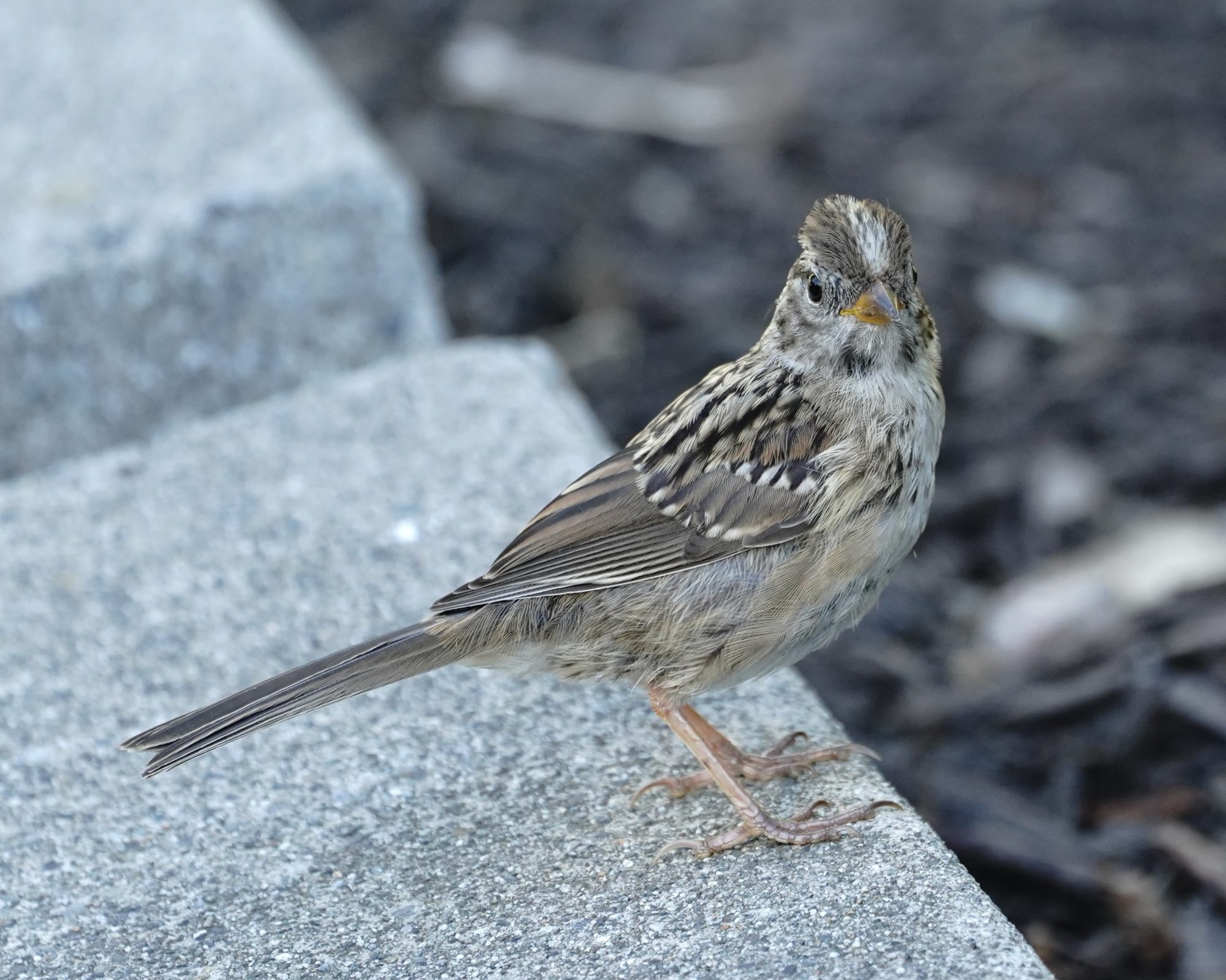 White-crowned Sparrow fledgling