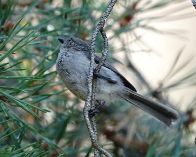 Bushtit