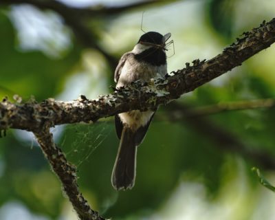 Chickadee with lunch