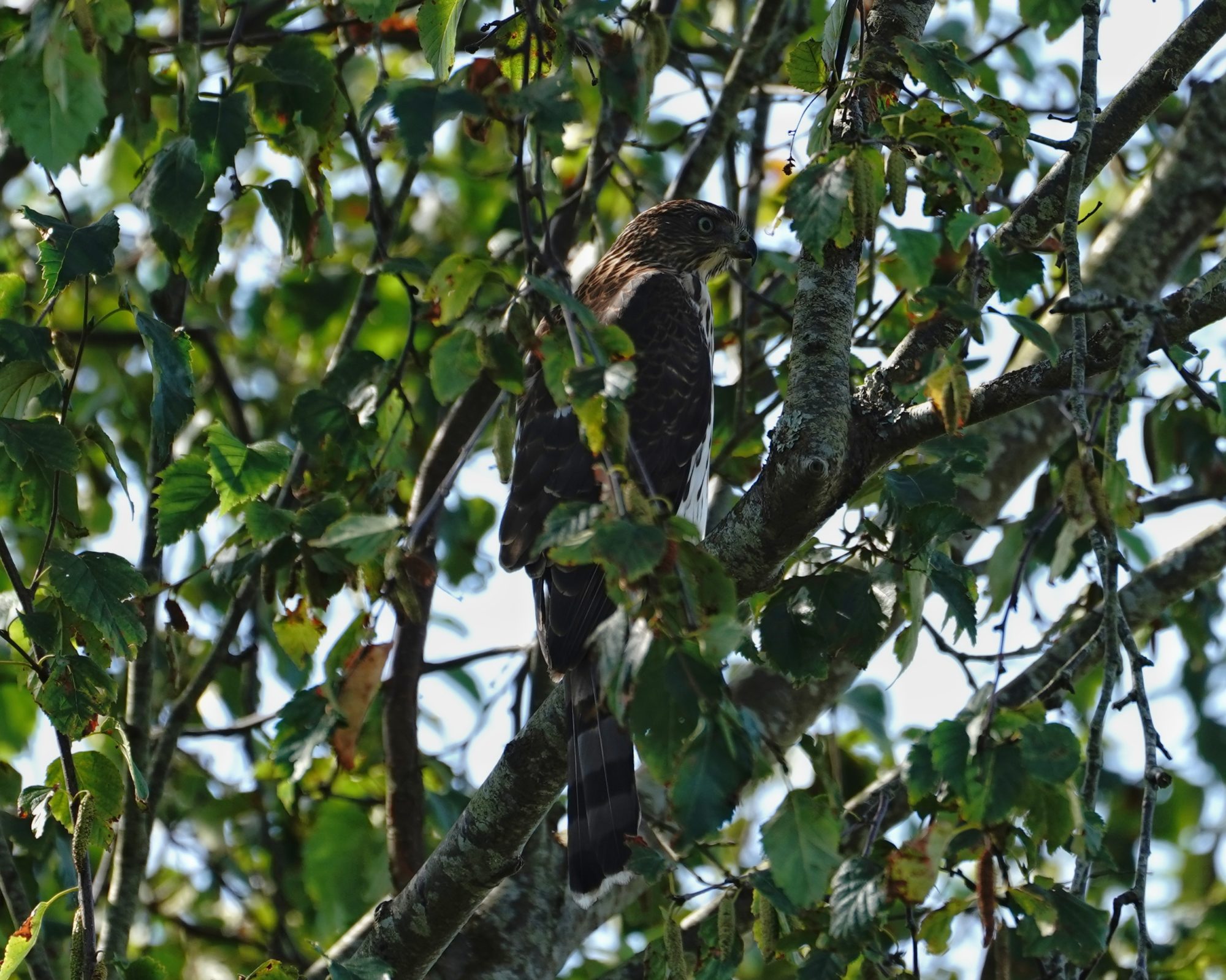 Cooper's Hawk