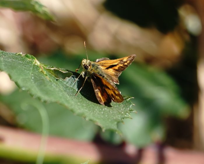 Woodland skipper moth