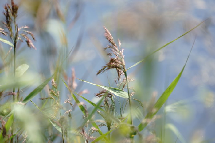 Artsy reeds