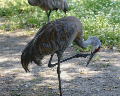 Sandhill Crane