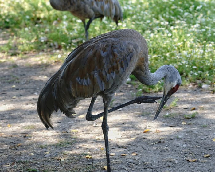 Sandhill Crane