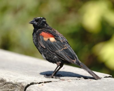 Red-winged Blackbird