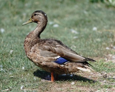 Mallard duck