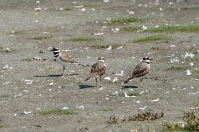 Three killdeer