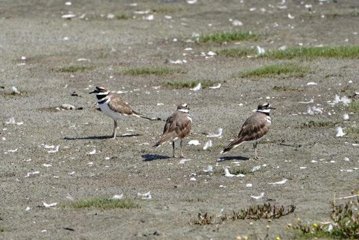 Three killdeer