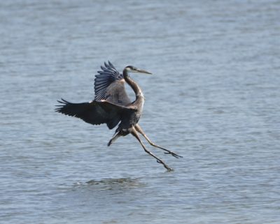 Heron landing