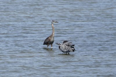 Two Great Blue Herons