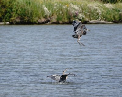 Two Great Blue Herons