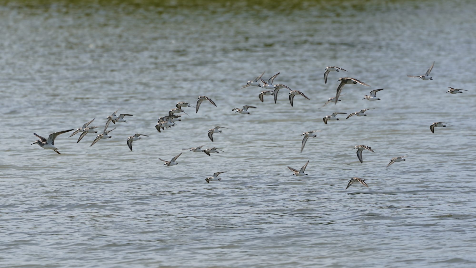 Greater Yellowlegs