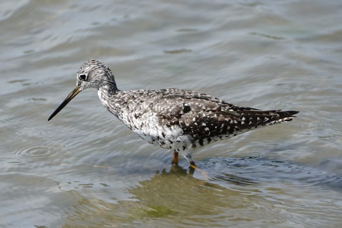 Greater Yellowlegs