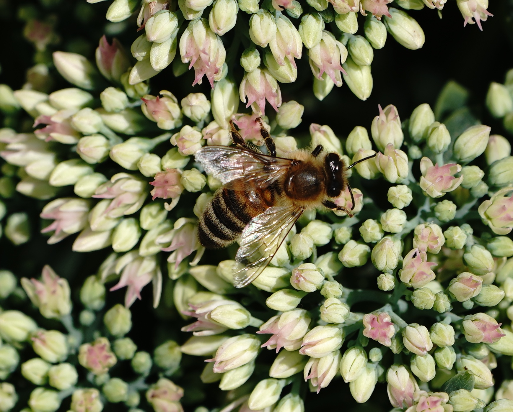 Honeybee on buds