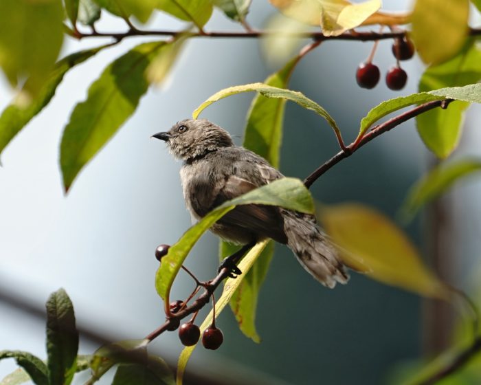 Bushtit