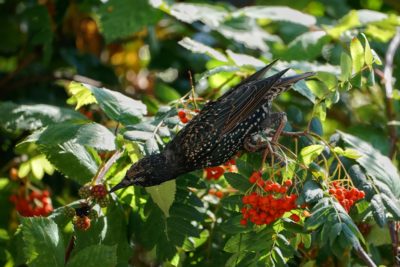 Starling