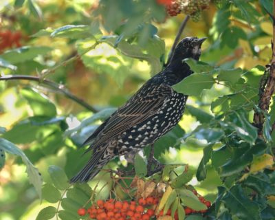 Starling