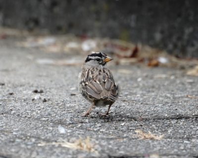 White-crowned Sparrow