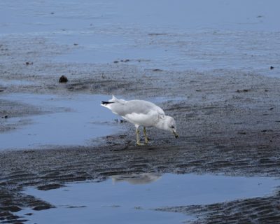 Ring-billed Gull