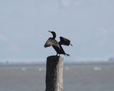 Double-crested Cormorant