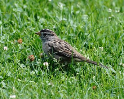 White-crowned Sparrow