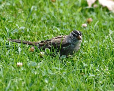 White-crowned Sparrow