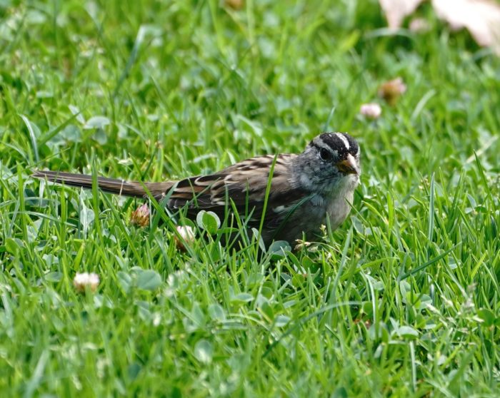 White-crowned Sparrow