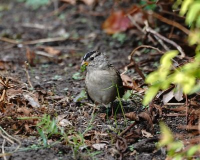 White-crowned Sparrow