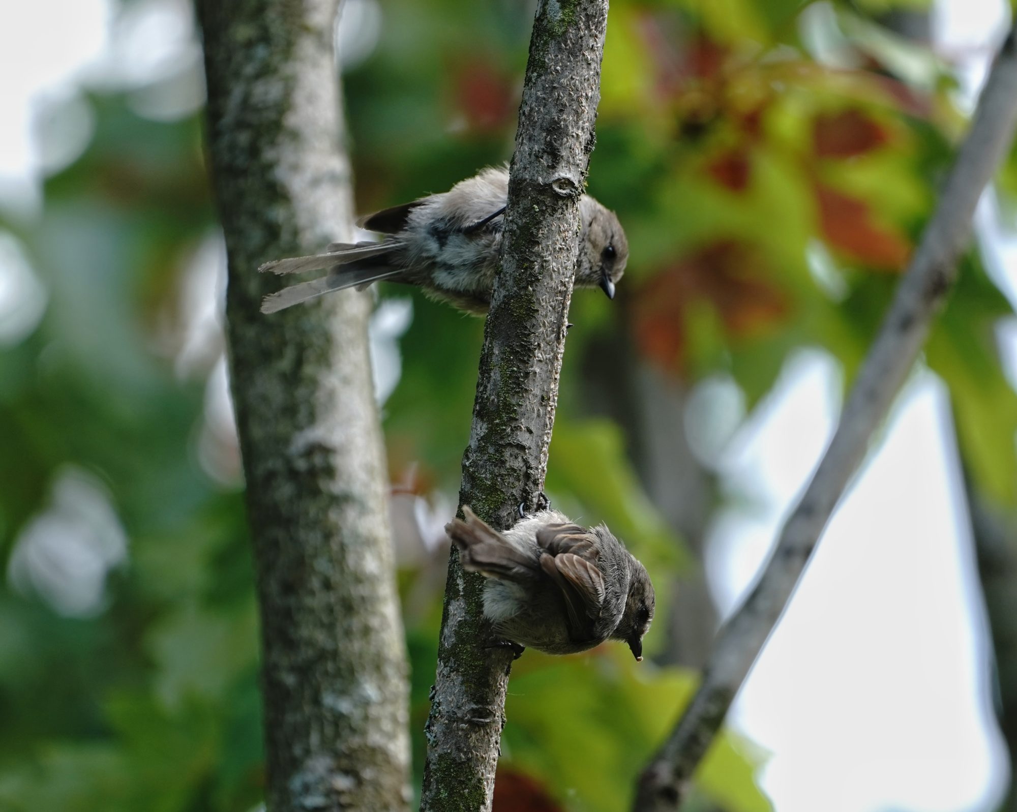 Two bushtits