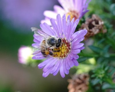 Honeybee on flower