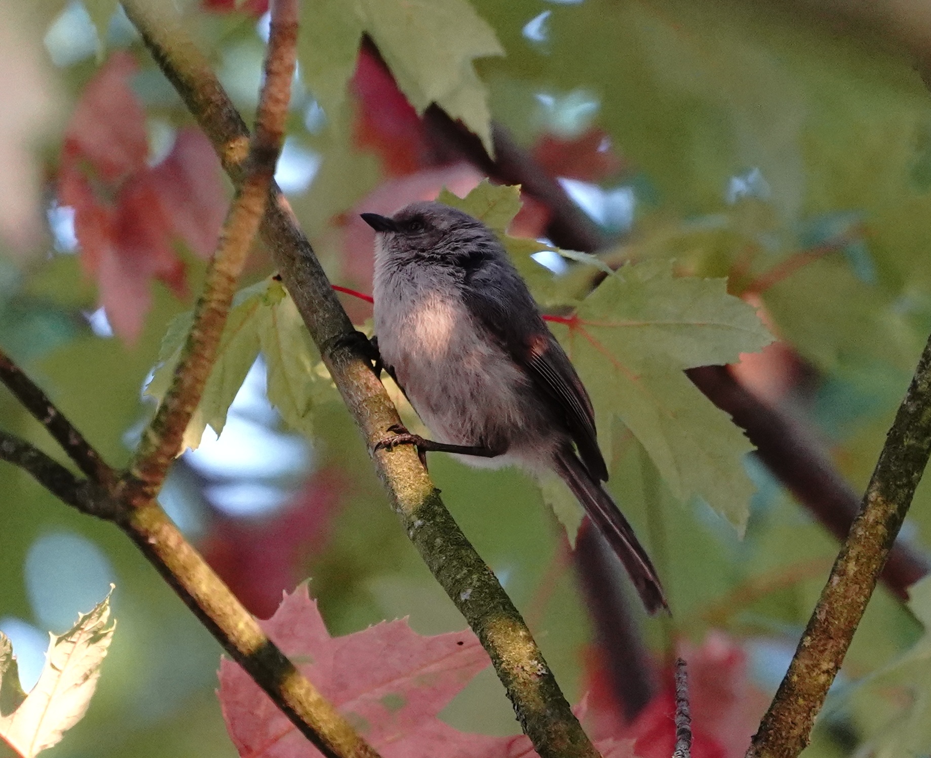 Bushtit