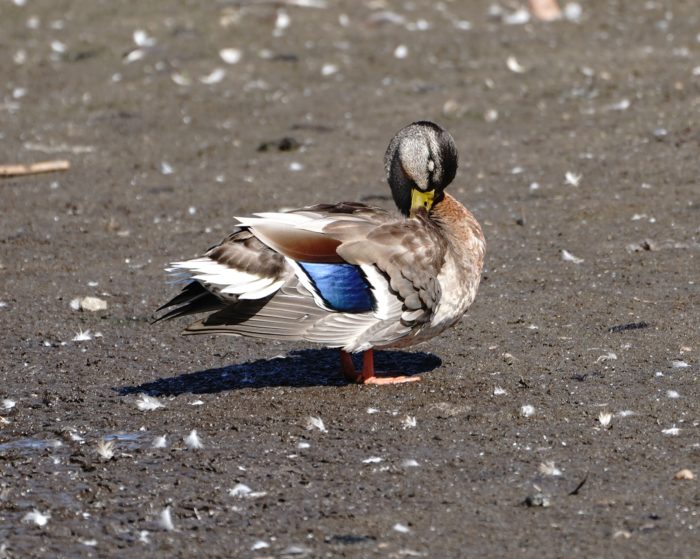 Mallard duck