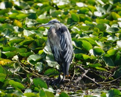 Great Blue Heron