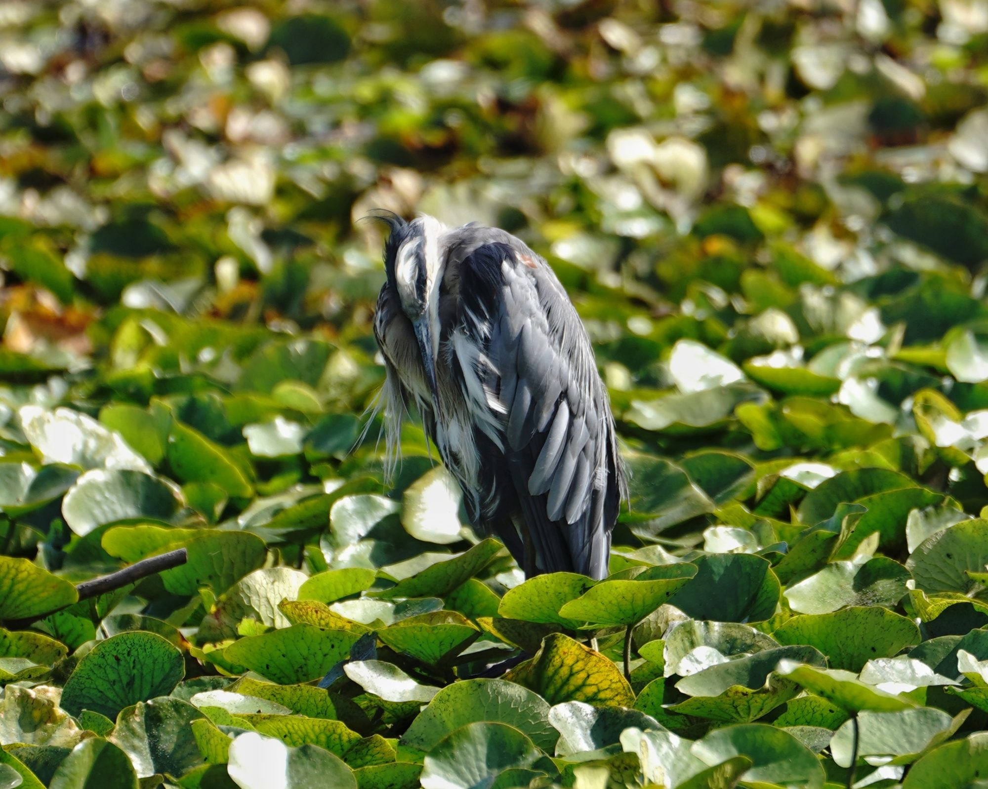 Great Blue Heron