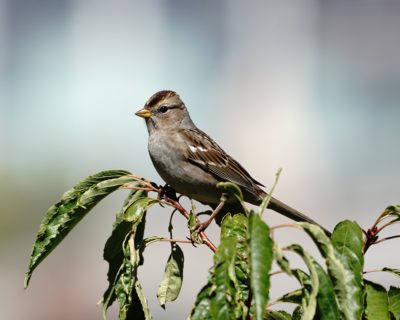 Juvenile White-crowned Sparrow