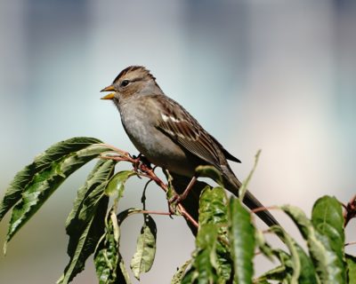 Juvenile White-crowned Sparrow