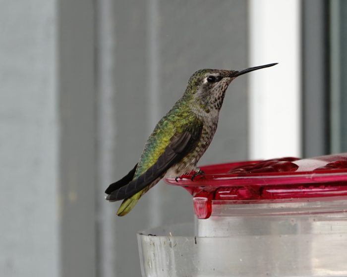 Anna's Hummingbird