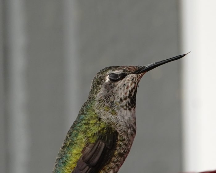 Anna's Hummingbird