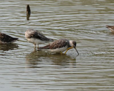 Long-billed Dowitcher