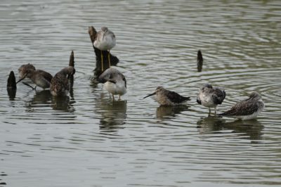 Yellowlegs and Dowitchers