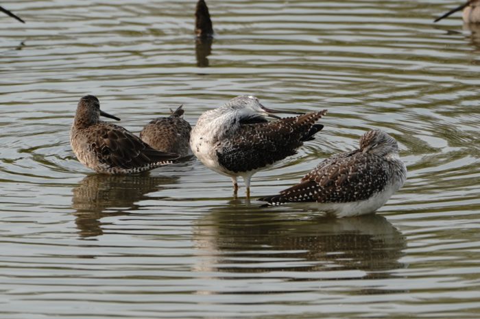 Greater Yellowlegs