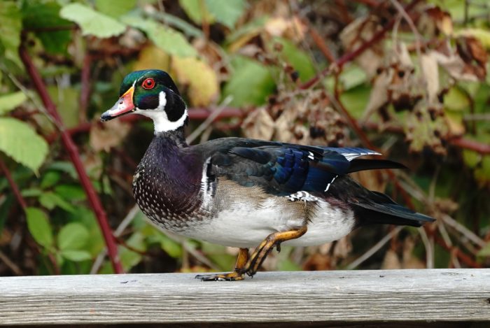 Wood Duck