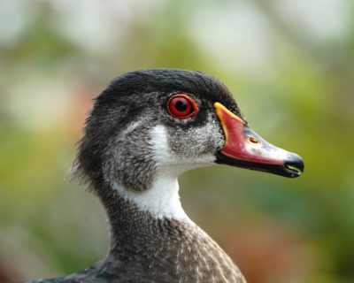 Wood Duck, male