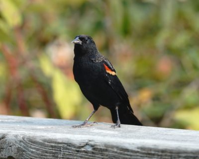 Red-winged Blackbird