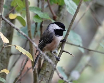 Black-capped Chickadee