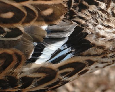 Mallard feathers