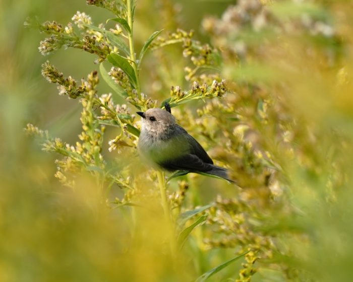 Bushtit