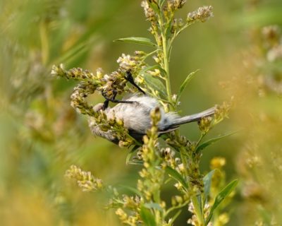 Bushtit