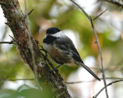 Black-capped Chickadee